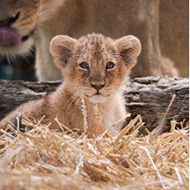 Lion cubs given first health check at London Zoo